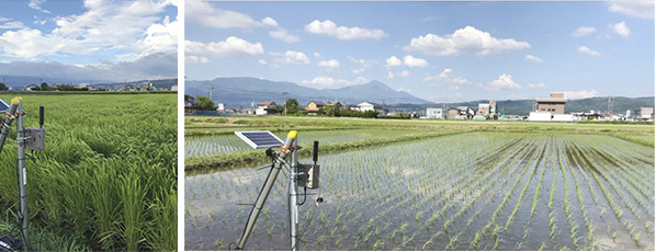 田んぼに固定カメラを設置し、画像を撮影する様子