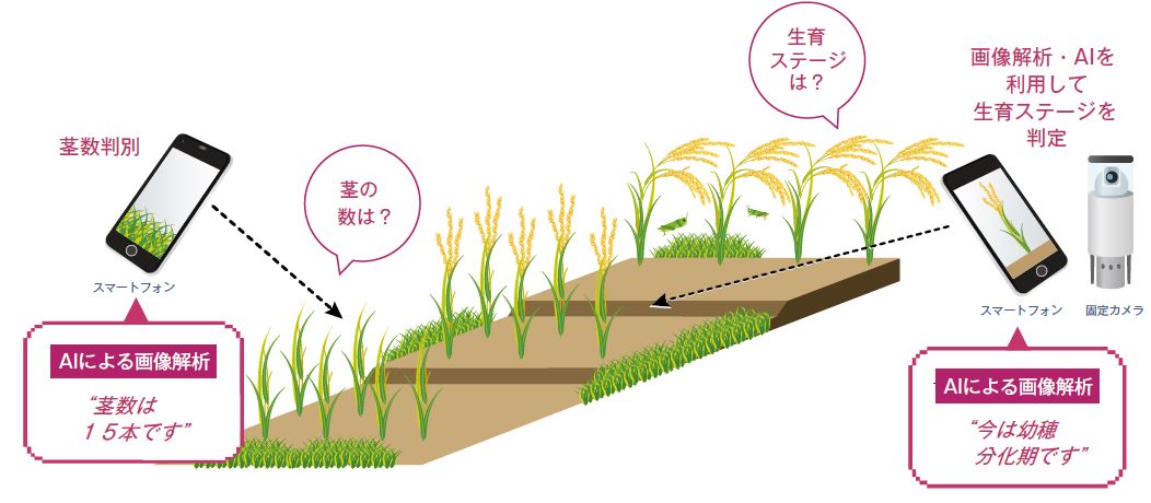 水稲生育診断システム