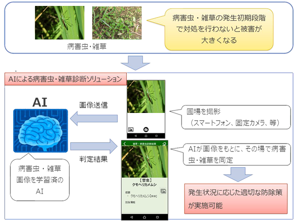 図2 「病害虫・雑草診断ソリューション」のイメージ