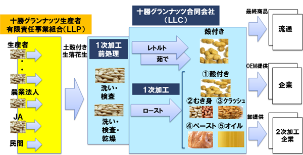 図１．十勝グランナッツ合同会社の位置づけ