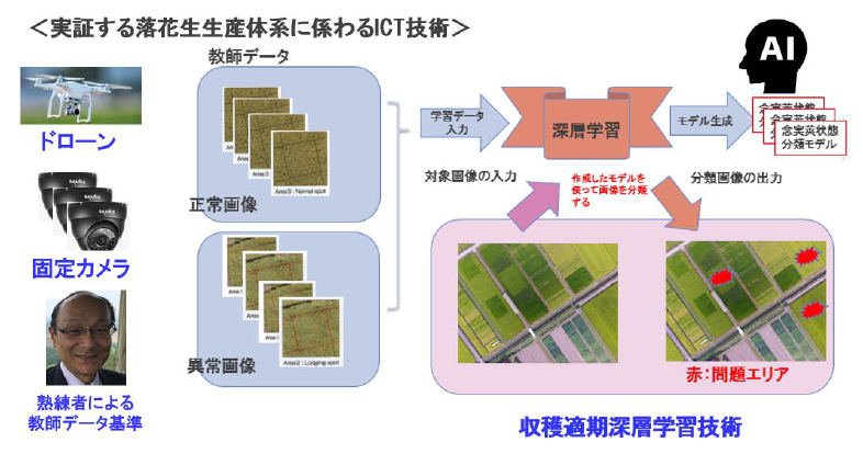 実証する落花生生産体系に関わるICT技術